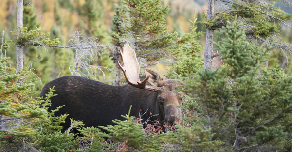 Photo of Maine Moose Lottery event